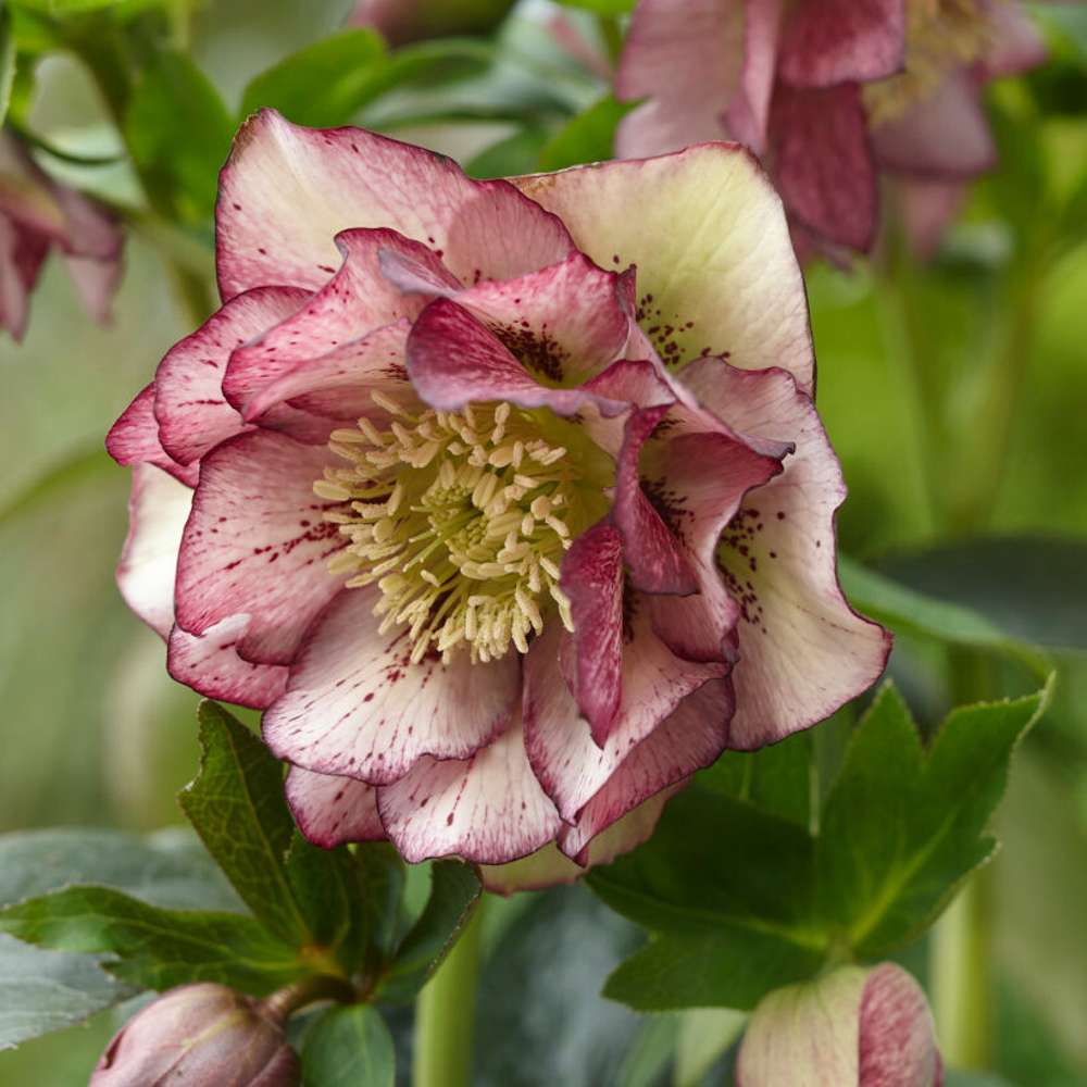 Hybridjulros 'Double Ellen Picotee' (Helleborus × hybridus)